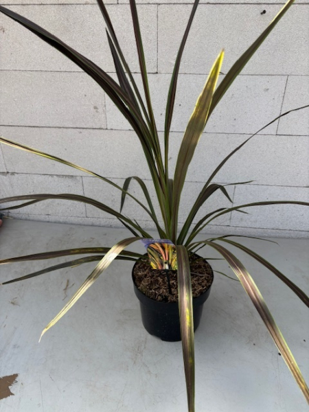 Keulenlilie Electric Star ® - Cordyline banksii Electric Star ® - 40-60cm